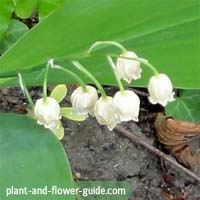 flowers of the month of may are lily of the valley flowers