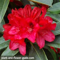 flowers of the month of may are rhododendron flowers