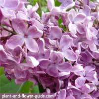 flowers of the month of may are common lilac flowers