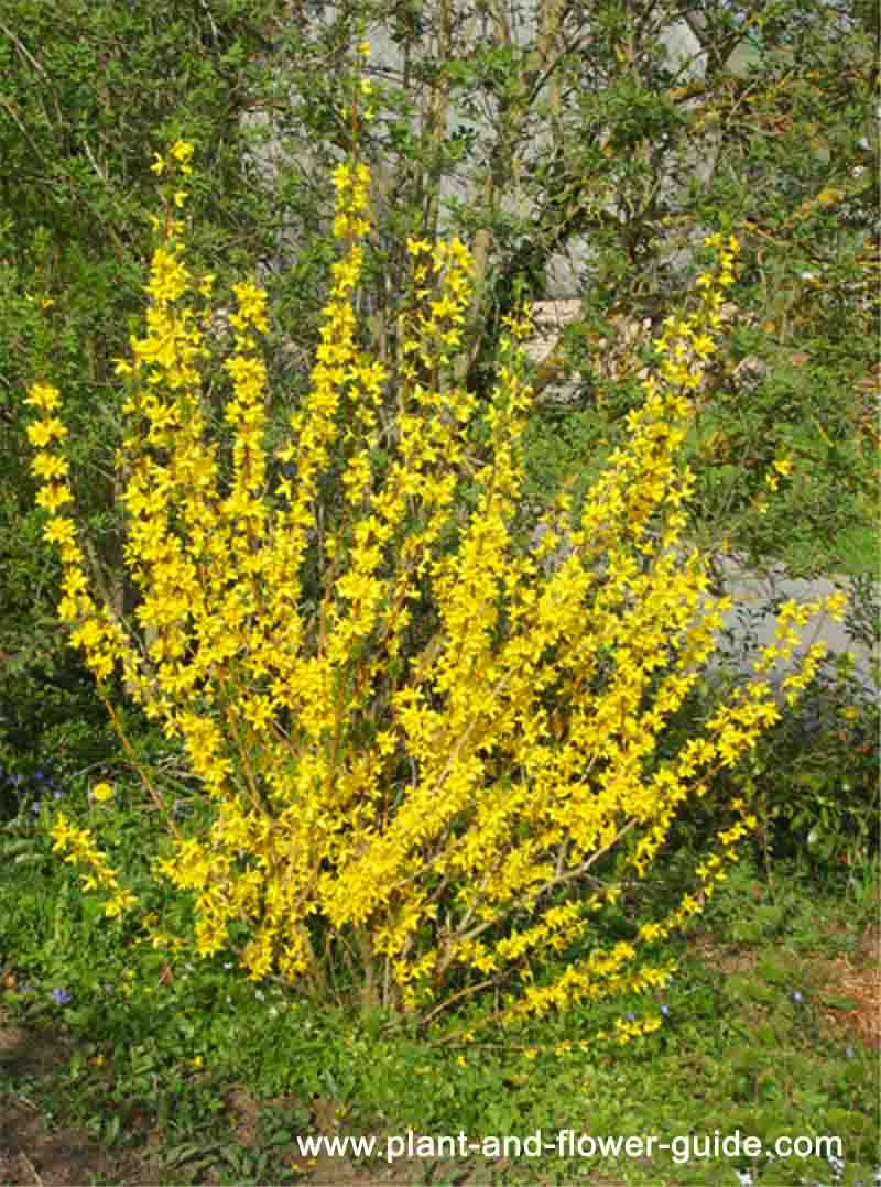 Forsythia Bush