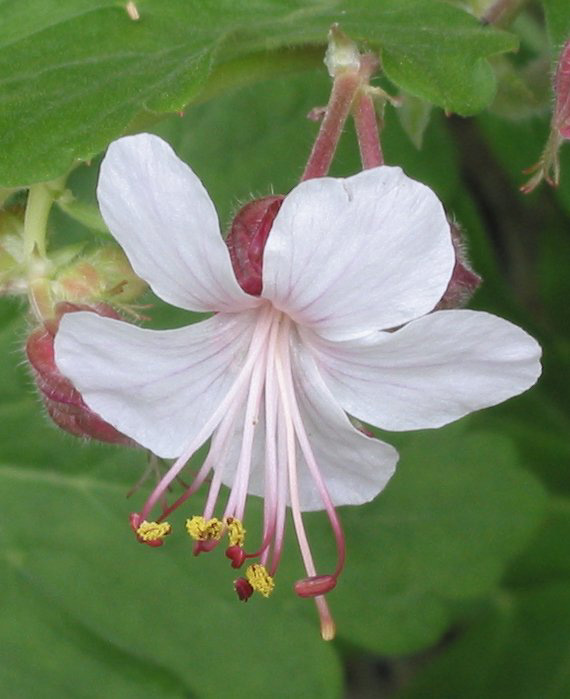 Geranium Macrorrhizum