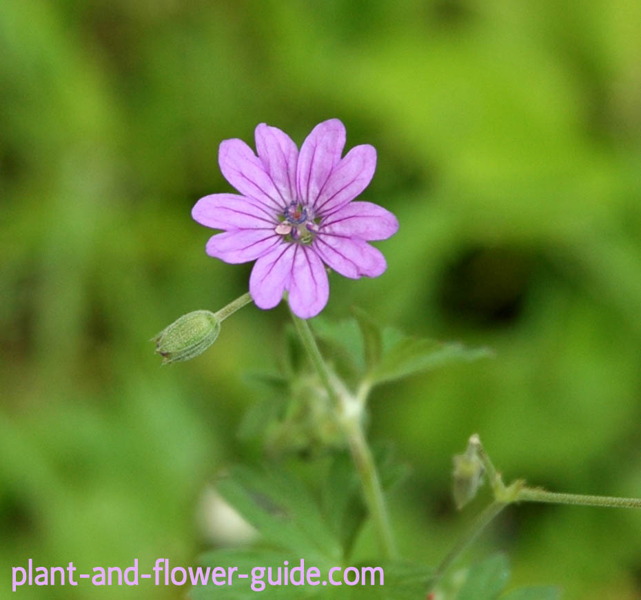 geranium pyrenaicum is a geranium plant