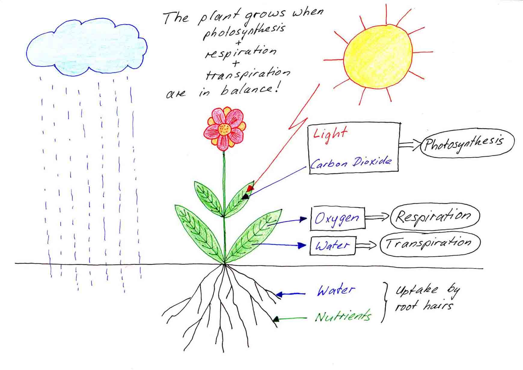 How do Plants Grow? Free Information on Plant Development!