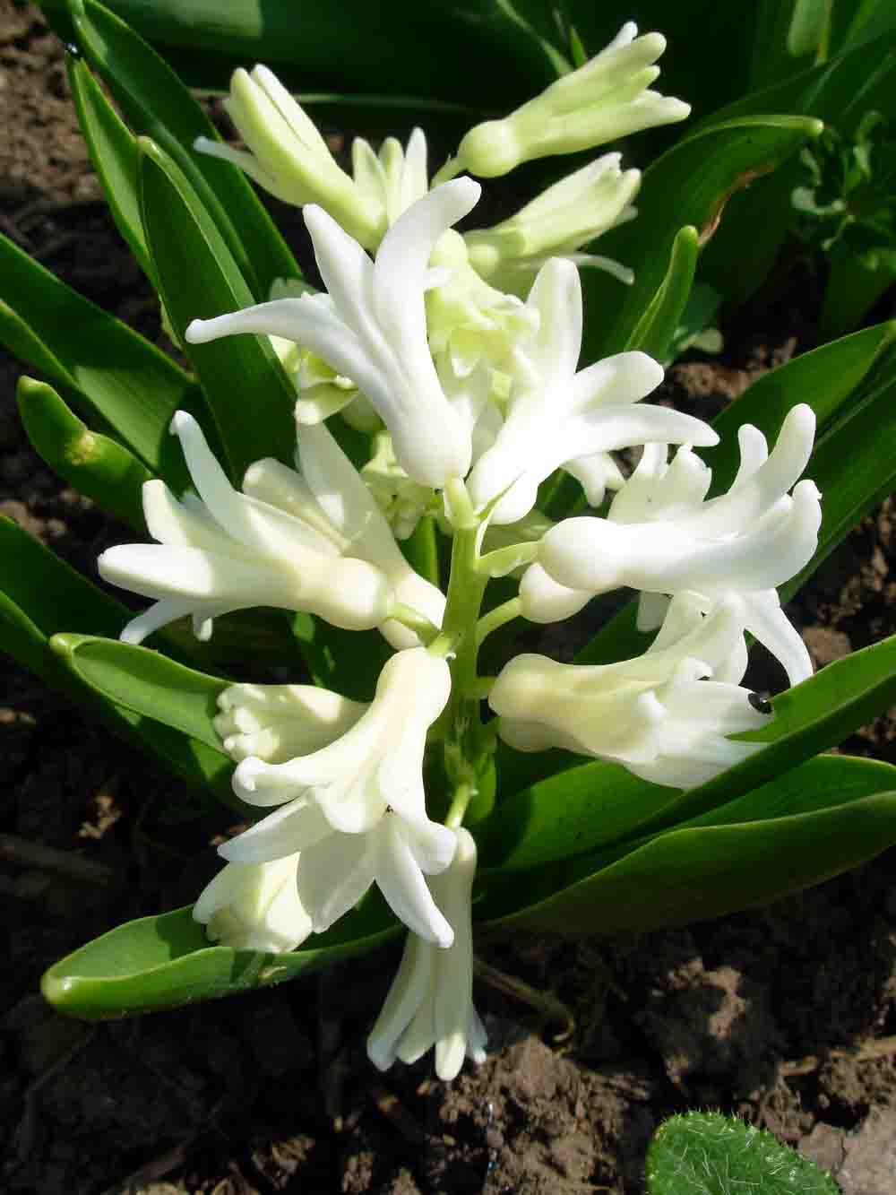 Hyacinth Flower