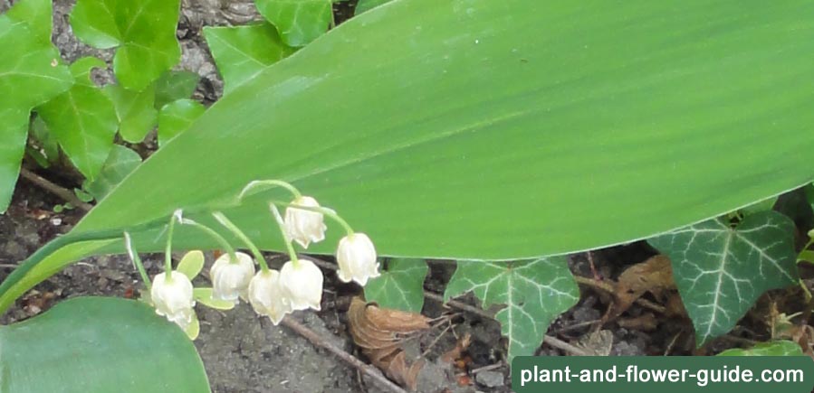 lily of the valley flower is scientifically named convallaria majalis and flowers in may
