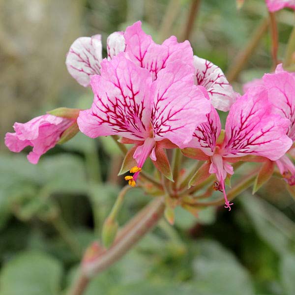 pelargonium endlicherianum is also called Turkish pelargonium