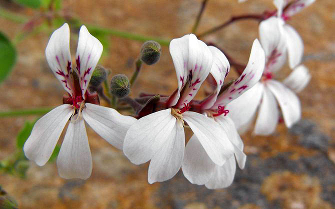 pelargonium fragrans is also called nutmeg geranium