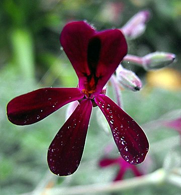 flower of pelargonium sidoides, umckaloabo