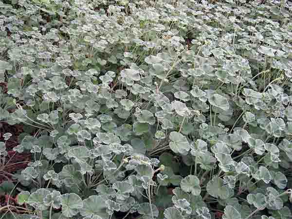 foliage of pelargonium sidoides, umckaloabo