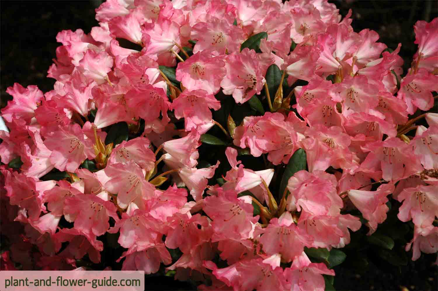 pink rhododendron flower in a rhododendron garden