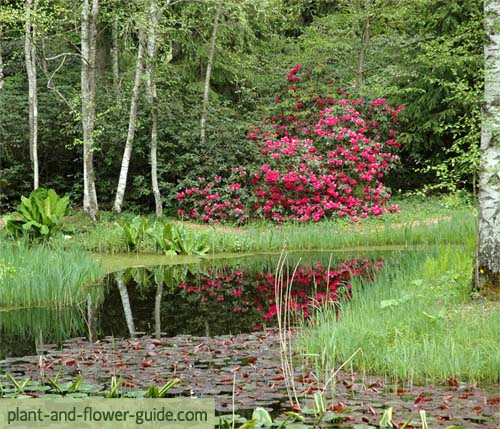 rhododendron plant in a rhododendron garden