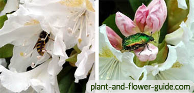 insects enjoying a white rhododendron