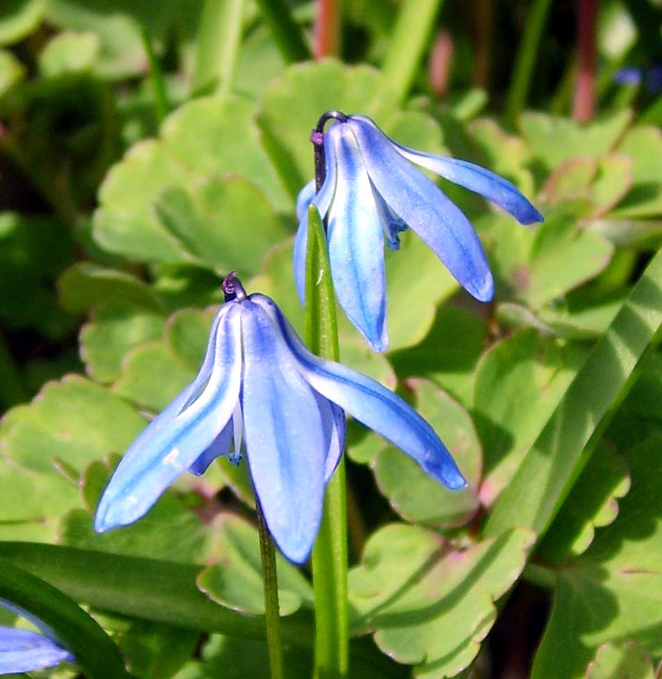 Scilla Siberica