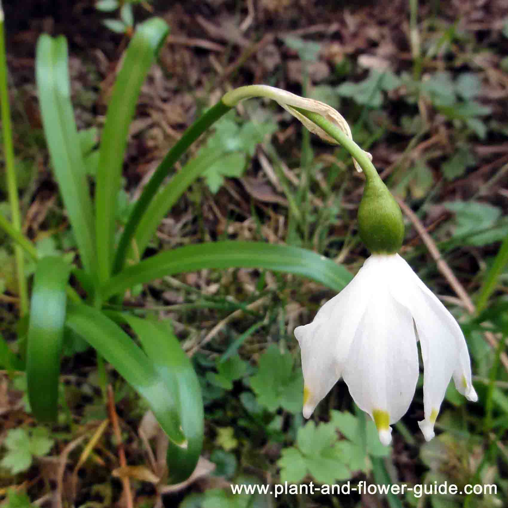 Spring Snowflake