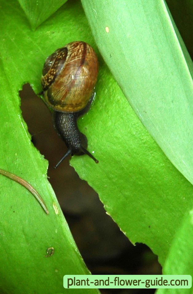 what do snails eat