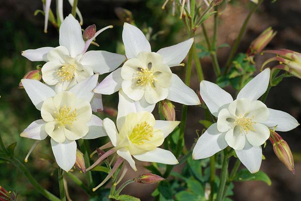 The white Colorado columbine flower is scientifically called aquilegia caerulea and has nice white flowers
