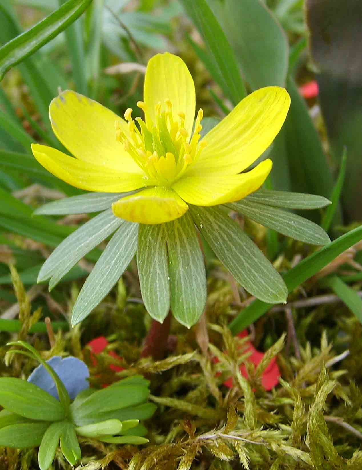 Winter Aconite