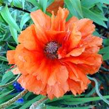 Poppy Flowers, Poppy Flower