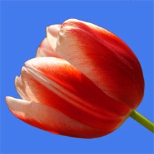 Tulip Flowers