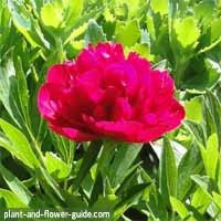 flowers of the month of may are peony flowers