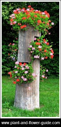 ivy geranium is also called geranium peltatum